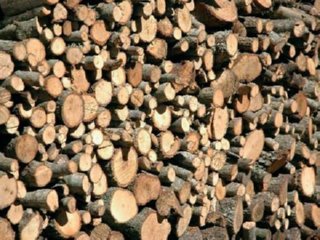 INDUSTRIA FORESTAL 01